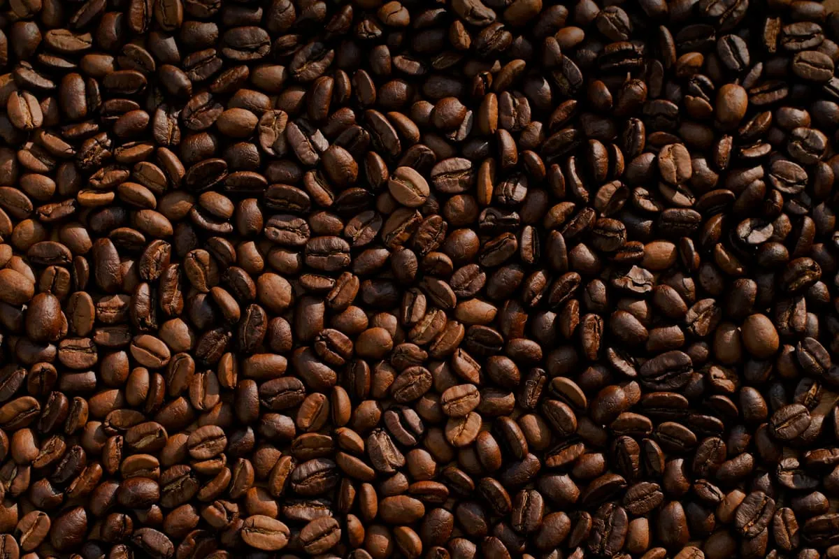 Dark roasted coffee beans in close-up