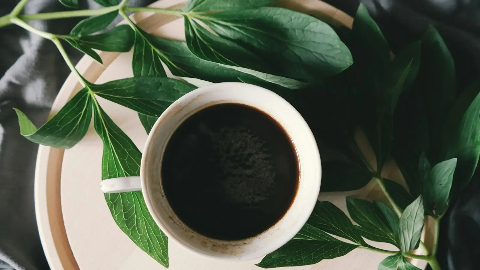A coffee plant with green leaves and a cup of black coffee